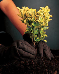 MCR- Cotton Jersey Gloves - 12/PK (1587749453859)